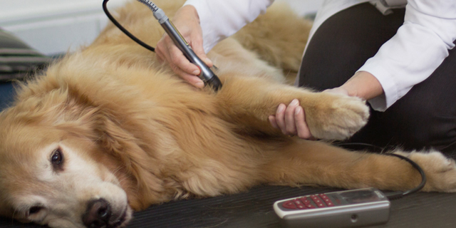 Treinamento em Laserterapia Veterinária/Fotobiomodulação