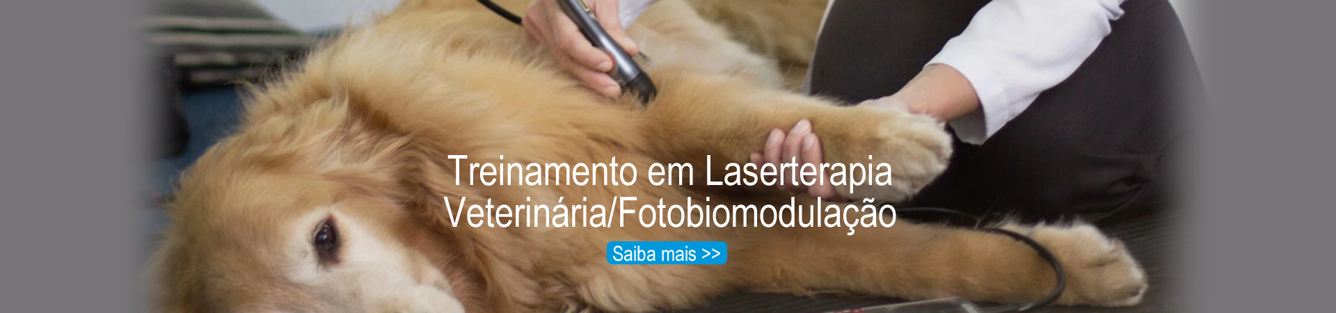 Treinamento em Laserterapia Veterinária/Fotobiomodulação